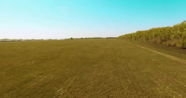 Vista aérea de 4k. Bajo vuelo sobre campo rural de trigo verde y amarillo . — Vídeos de Stock