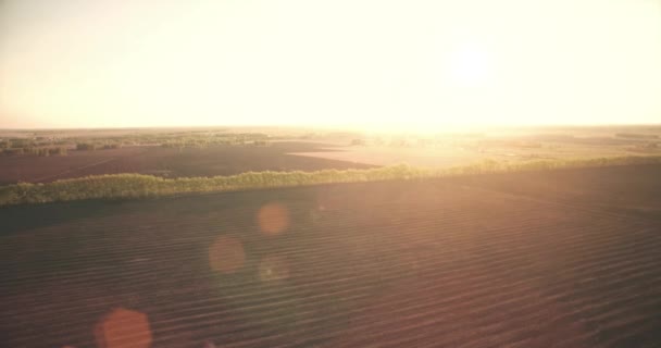 4 k 撮。緑と黄色の小麦農村フィールドの上の飛行を低. — ストック動画