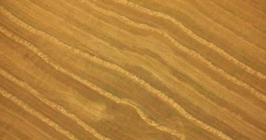 Havadan görünümü. Dikey hareket uçuş sarı buğday alan üzerinde yatan adam üzerinde