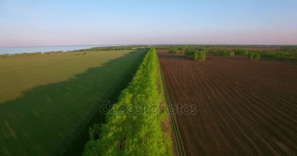 Vista aérea de 4k. Bajo vuelo sobre campo rural de trigo verde y amarillo . — Vídeos de Stock