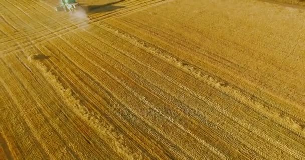 UHD 4K vista aérea. Vuelo bajo sobre cosechadora combina recoge el trigo en el campo rural amarillo . — Vídeo de stock