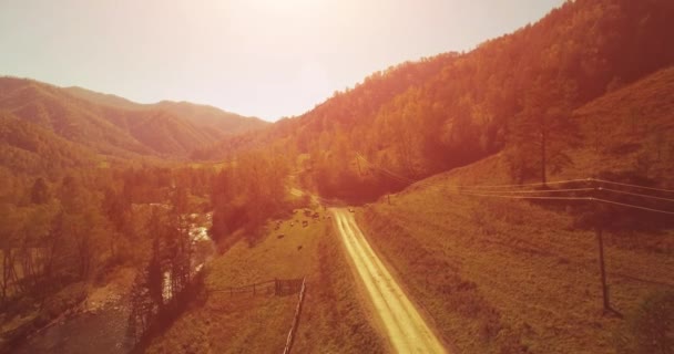 Vol en vol au-dessus d'une rivière de montagne fraîche et d'un pré au matin ensoleillé d'été. Chemin de terre rural en dessous. Vaches et voiture . — Video