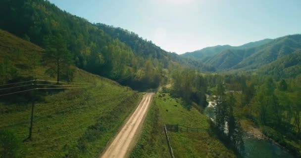 Vôo a meio do ar sobre o rio e o prado frescos da montanha na manhã ensolarada do verão. Estrada de terra rural abaixo. Vacas e carro . — Vídeo de Stock