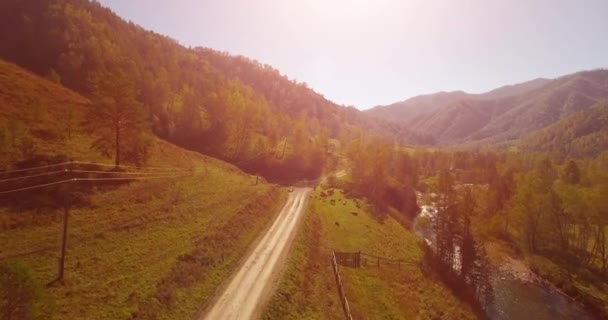 Mid air-flyg över färsk mountain river och äng på solig sommarmorgon. Landsbygdens grusväg nedan. Kor och bil. — Stockvideo