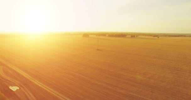 UHD 4K vista aérea. Vuelo en el aire sobre campo rural de trigo amarillo — Vídeos de Stock