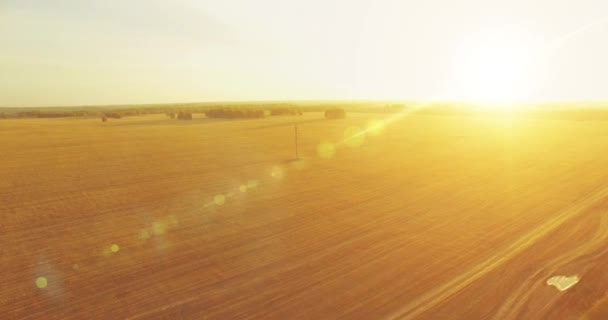 UHD 4K aerial view. Mid-air flight over yellow wheat rural field — Stock Video