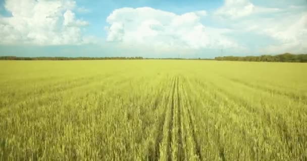 UHD 4K vista aérea. Vôo baixo sobre campo rural de trigo verde e amarelo — Vídeo de Stock