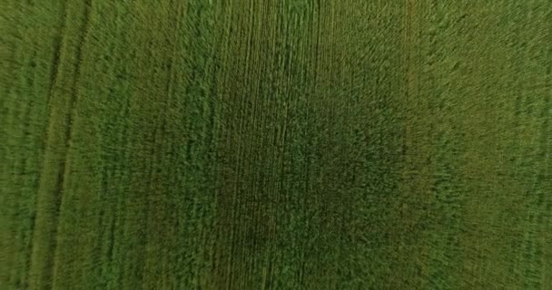 UHD 4K vista aérea. Bajo vuelo sobre campo rural de trigo verde y amarillo. Movimiento vertical . — Vídeos de Stock