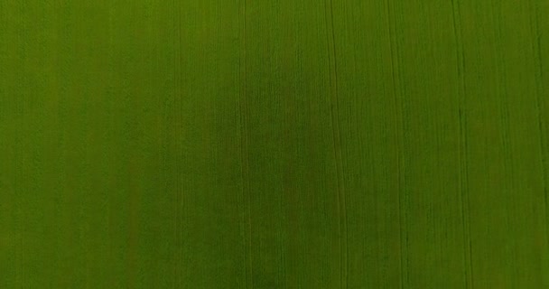 UHD 4K вид сверху. Низкий полет над зеленым и желтым пшеничным полем. Вертикальное движение . — стоковое видео