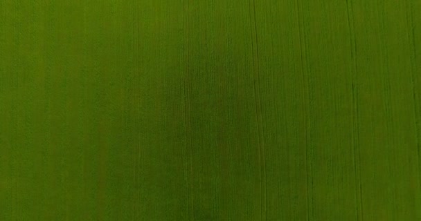UHD 4K vue aérienne. Vol bas au-dessus du champ rural de blé vert et jaune. Mouvement vertical .
