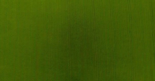 UHD 4K vista aérea. Bajo vuelo sobre campo rural de trigo verde y amarillo. Movimiento vertical . — Vídeos de Stock