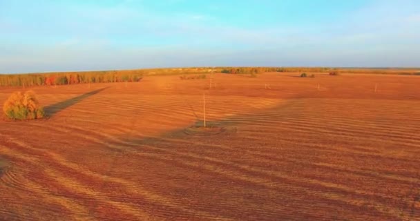 UHD 4K aerial view. Mid-air flight over yellow rural field — Stock Video