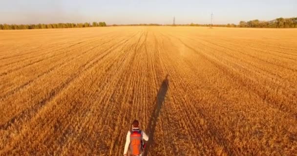 Bir büyük buğday tarlada yürüyen genç adam turist üzerinde düşük uçuş — Stok video