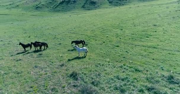 Voo orbital de baixa altitude sobre cavalos selvagens rebanho no campo rural verde perfeito — Vídeo de Stock