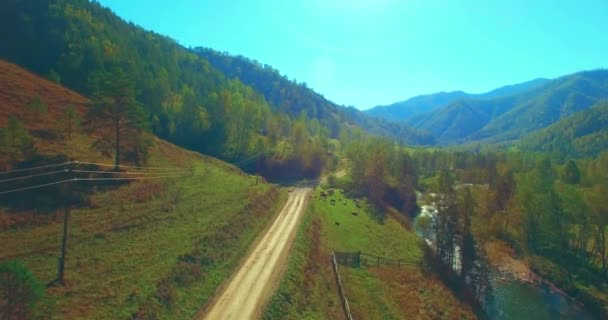 Közepén légijárat a friss hegyi folyó és a rét, napsütéses nyári reggel. Vidéki földút alatt. Tehenek és autó. — Stock videók