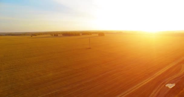 Letecký pohled na rozlišení 4k. Vzduchu letu nad žluté pšeničné venkovské oblasti — Stock video