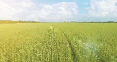 UHD 4k havadan görünümü. Düşük uçuş yeşil ve sarı buğday kırsal alanın üzerine