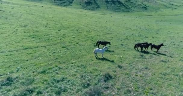 De orbitale vlucht van de lage hoogte over wilde paarden herd op perfecte groene landelijke veld — Stockvideo