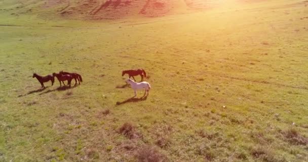 Vuelo orbital de baja altitud sobre rebaño de caballos salvajes en el campo rural verde perfecto — Vídeo de stock