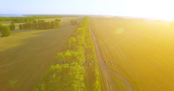 Uhd 4k Luftaufnahme. Tiefflug über grüne und gelbe Weizenfelder und Baumgrenze — Stockvideo