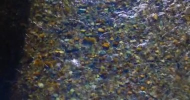 Güneşli yaz sabahında temiz ve taze bir dağ nehri üzerinde uçuşun ortasındayız. Üst görünüm ve yatay hareket