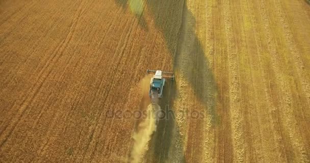 UHD 4K aerial view. Low flight over combine harvester gathers the wheat at yellow rural field. — Stock Video