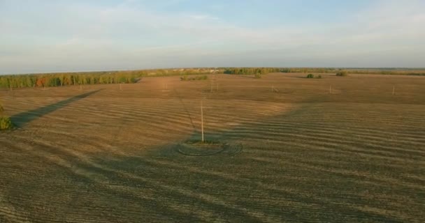 UHD 4K vue aérienne. Vol en vol au-dessus d'un champ rural jaune — Video