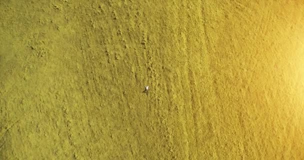 Vertikalflug über Geschäftsmann, der auf frischer grüner Wiese liegt. Blick von oben auf entspannten Mann. — Stockvideo