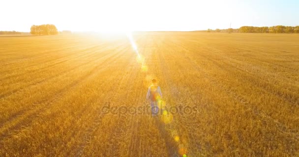 Low flight over young man tourist walking across a huge wheat field — Stock Video