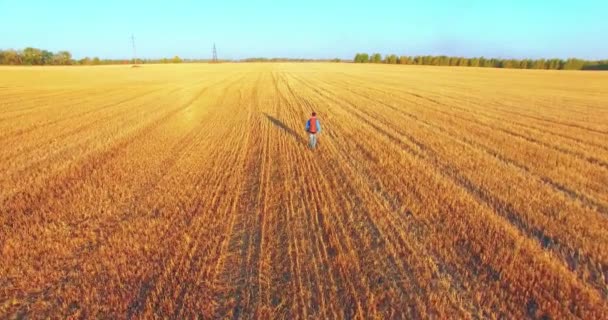Düşük uçuş bir büyük buğday tarlada yürüyen genç adam turist üzerinde. Eller yukarı, kazanan, mutlu ve özgürlük kavramı. — Stok video