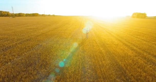 Низький політ над молодим туристом проходить через величезне пшеничне поле. Руки вгору, переможець, щасливий і концепція свободи . — стокове відео