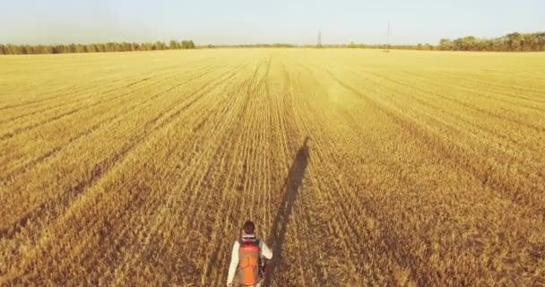 Bir büyük buğday tarlada yürüyen genç adam turist üzerinde düşük uçuş — Stok video