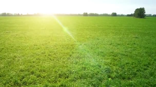 एअरियल: हिरव्या आणि पिवळ्या गहू शेतात कमी उड्डाण — स्टॉक व्हिडिओ