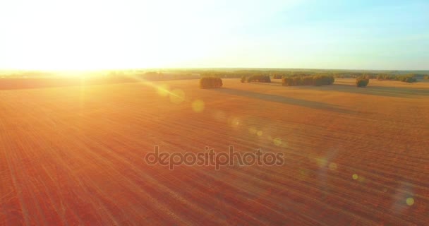 UHD 4K vue aérienne. Vol en vol au-dessus du champ rural de blé jaune 
