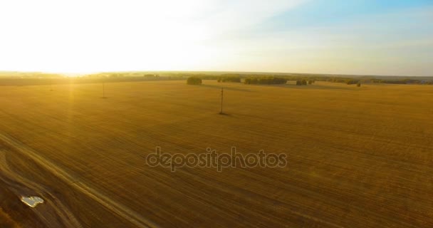 Letecký pohled na rozlišení 4k. Vzduchu letu nad žluté pšeničné venkovské oblasti — Stock video