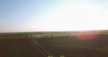 4 k hava manzara. Düşük uçuş yeşil ve sarı buğday kırsal alanın üzerine.