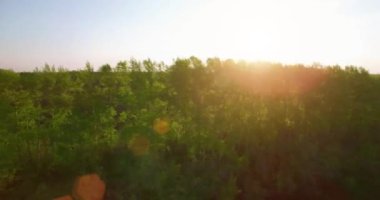 4 k hava manzara. Düşük uçuş yeşil ve sarı buğday kırsal alanın üzerine.