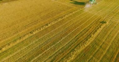 UHD 4k havadan görünümü. Düşük uçuş birleştirmek hasat toplar üzerinde sarı kırsal alan, buğday.