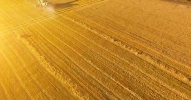 UHD 4k havadan görünümü. Düşük uçuş birleştirmek hasat toplar üzerinde sarı kırsal alan, buğday.