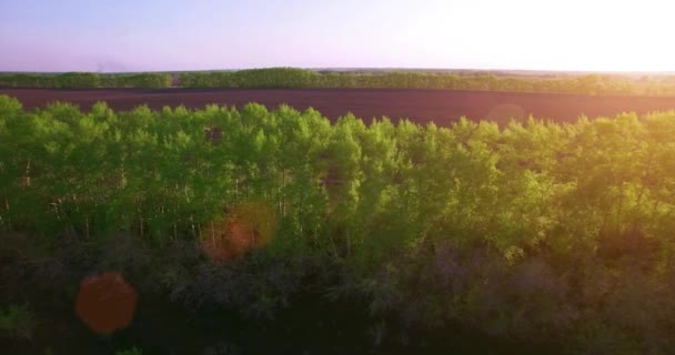 4 k luchtfoto. Lage vlucht over groene en gele rural tarweveld. — Stockvideo