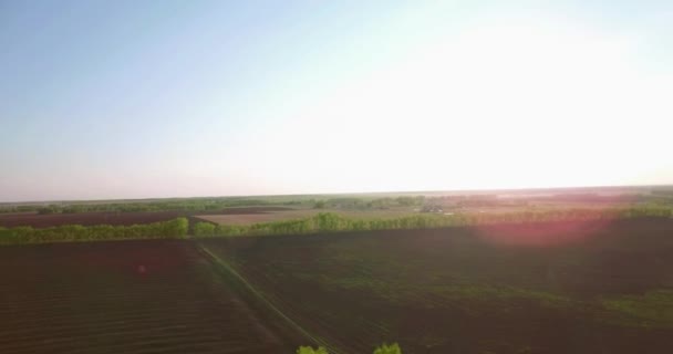 Vista aérea de 4k. Bajo vuelo sobre campo rural de trigo verde y amarillo . — Vídeo de stock