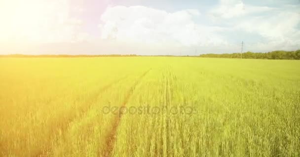 UHD 4k luchtfoto. Lage vlucht over groene en gele rural tarweveld — Stockvideo