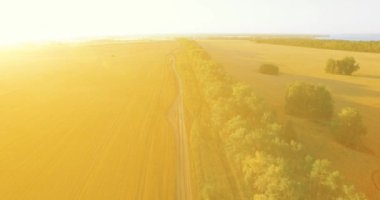 UHD 4k havadan görünümü. Yeşil ve sarı buğday kırsal alanın üzerine uçuş düşük ve satır ağacı