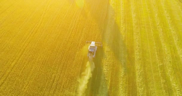 UHD 4K pandangan udara. Penerbangan rendah di atas menggabungkan pemanen mengumpulkan gandum di pedesaan kuning . — Stok Video