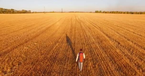 巨大な麦畑の上を歩く若者観光上飛行を低 — ストック動画