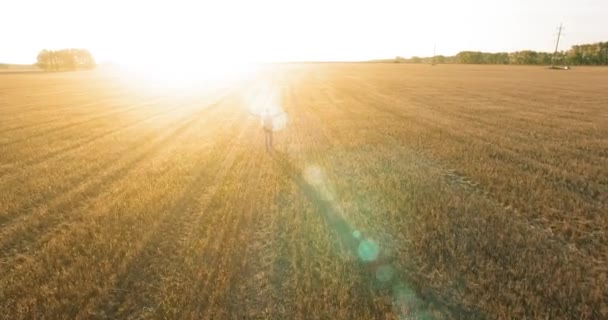 Vuelo bajo sobre turista joven caminando a través de un enorme campo de trigo. Manos arriba, ganador, feliz y concepto de libertad . — Vídeos de Stock