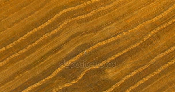 Aerial view. Vertical motion flight over man lying on yellow wheat field — Stock Video