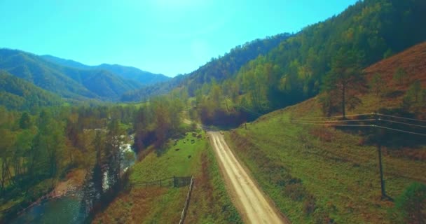 Mid air flight over fresh mountain river and meadow at sunny summer morning. Rural dirt road below. Cows and car. — Stock Video