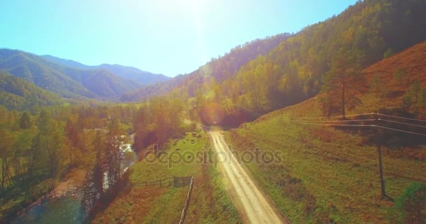 Közepén légijárat a friss hegyi folyó és a rét, napsütéses nyári reggel. Vidéki földút alatt. Tehenek és autó. — Stock videók