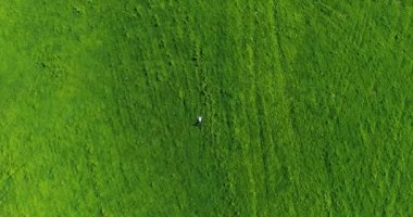 Taze yeşil çayır üzerinde yalan işadamı üzerinde dikey hareket uçuş. Üstten Görünüm üzerinde rahatlatıcı dostum.